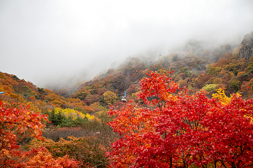 2024 내장산 단풍시기