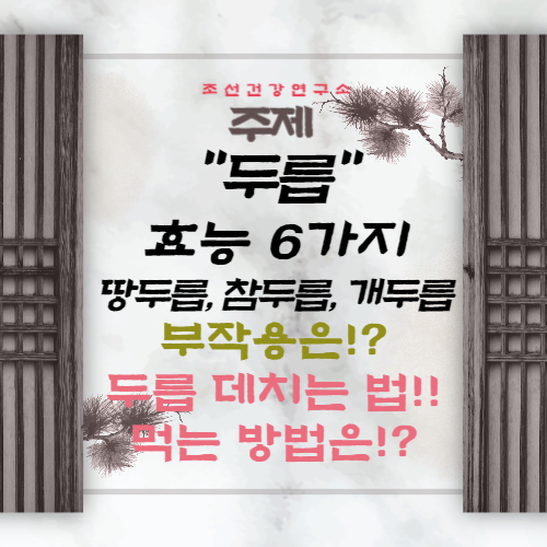 두릅 효능 6가지 채취시기 부작용 두릅나물 데치는 방법 종류 땅두릅 참두릅 개두릅