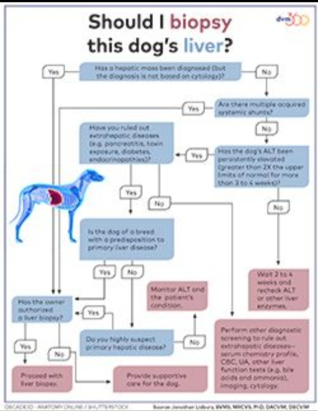 강아지 간수치 ALT&middot;AST 높을 때 증상과 간수치 낮추는 방법