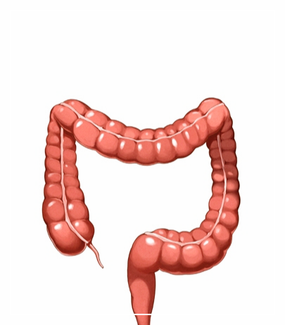 치커리-효능-장건강