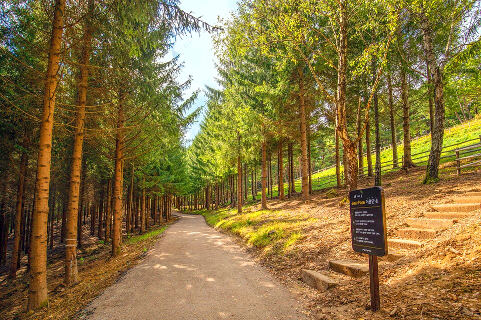 나무들이 길 양쪽에 줄지어 서있다.