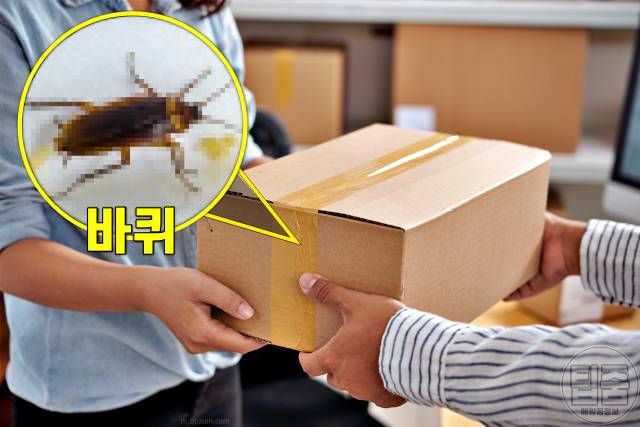 택배상자 바퀴벌레 알,택배박스 바퀴알