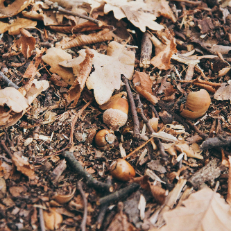 도토리의 다양한 효능과 활용법