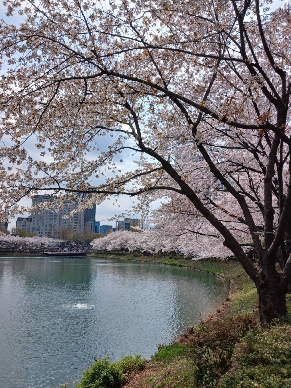 서호를 따라 심겨진 벚꽃들