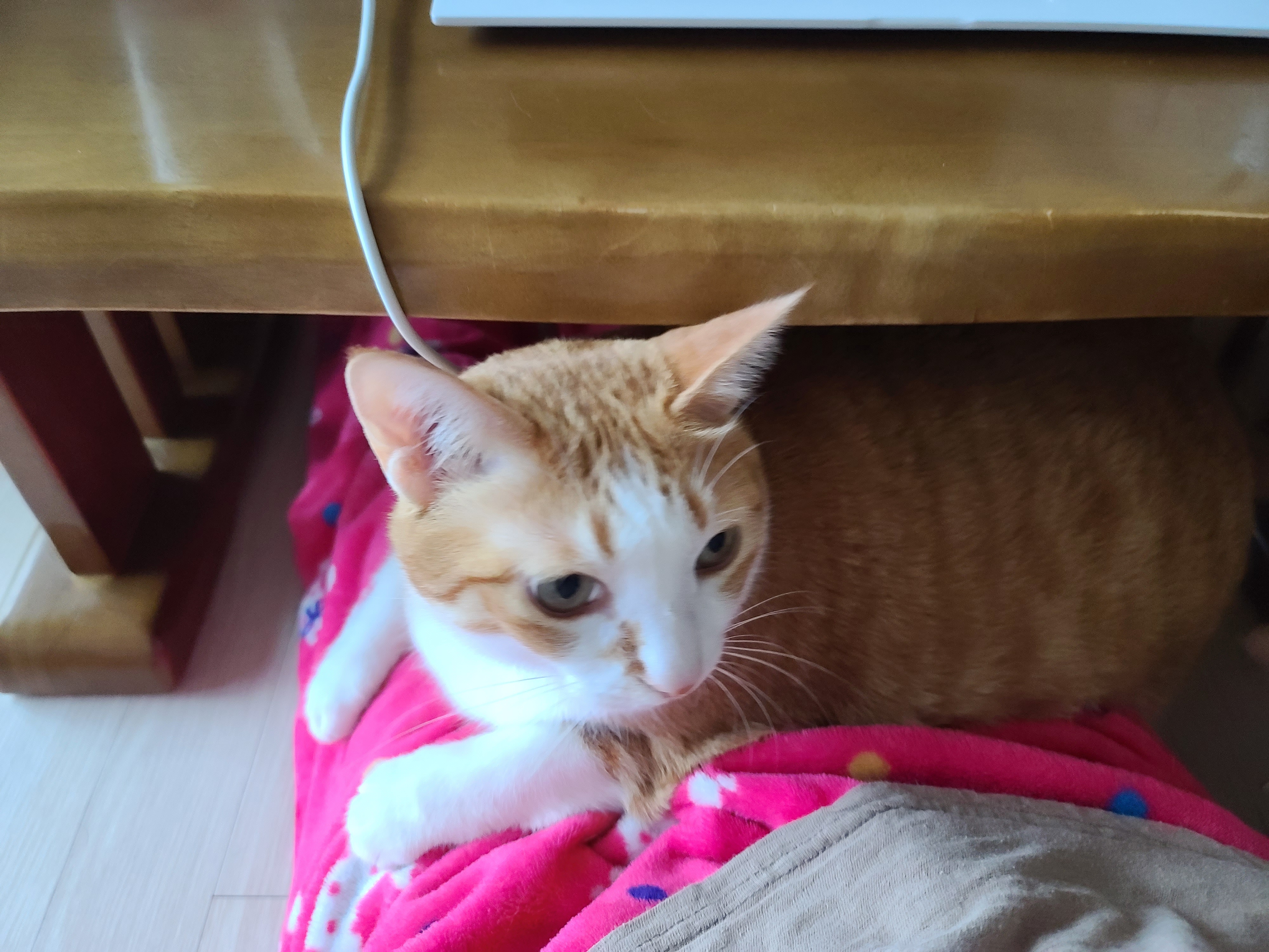 엄마 집사 무릎위 치즈냥이들 (feat. 무릎냥이들)