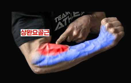 상완요골근