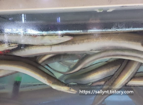 붕장어는 어떤 생선인가요?