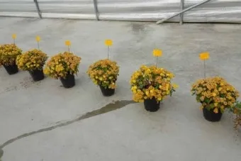 병해충 천적 활용 무당벌레 기생벌 끈끈이트랩 친환경 방제_2