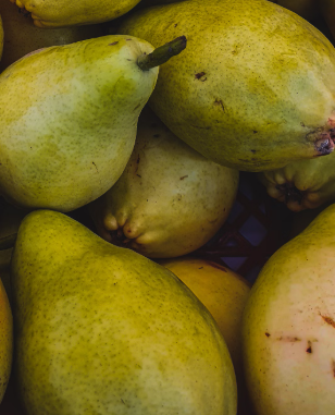 배의 효능 영양성분 부작용