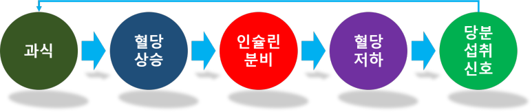 과식으로 인한 인슐린 분비와 당분 섭취의 경로