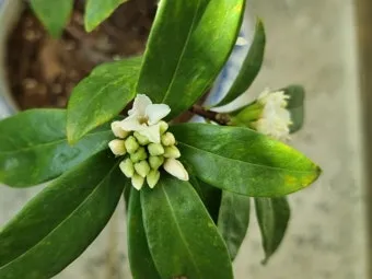 천리향 키우기와 향을 오래 유지하는 방법_5