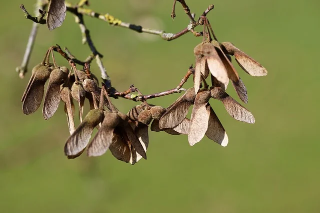 단풍나무 씨앗의 날개, 천연 프로펠러가 이끈 항공 혁명