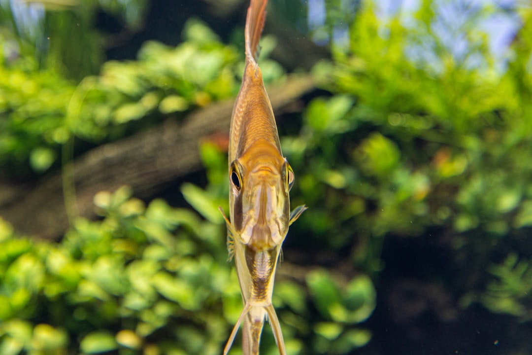 Krill