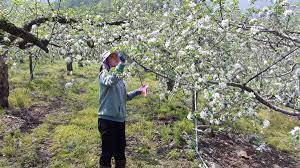 제 3회 문경 사과 꽃 축제 기본일정과 특징 소개