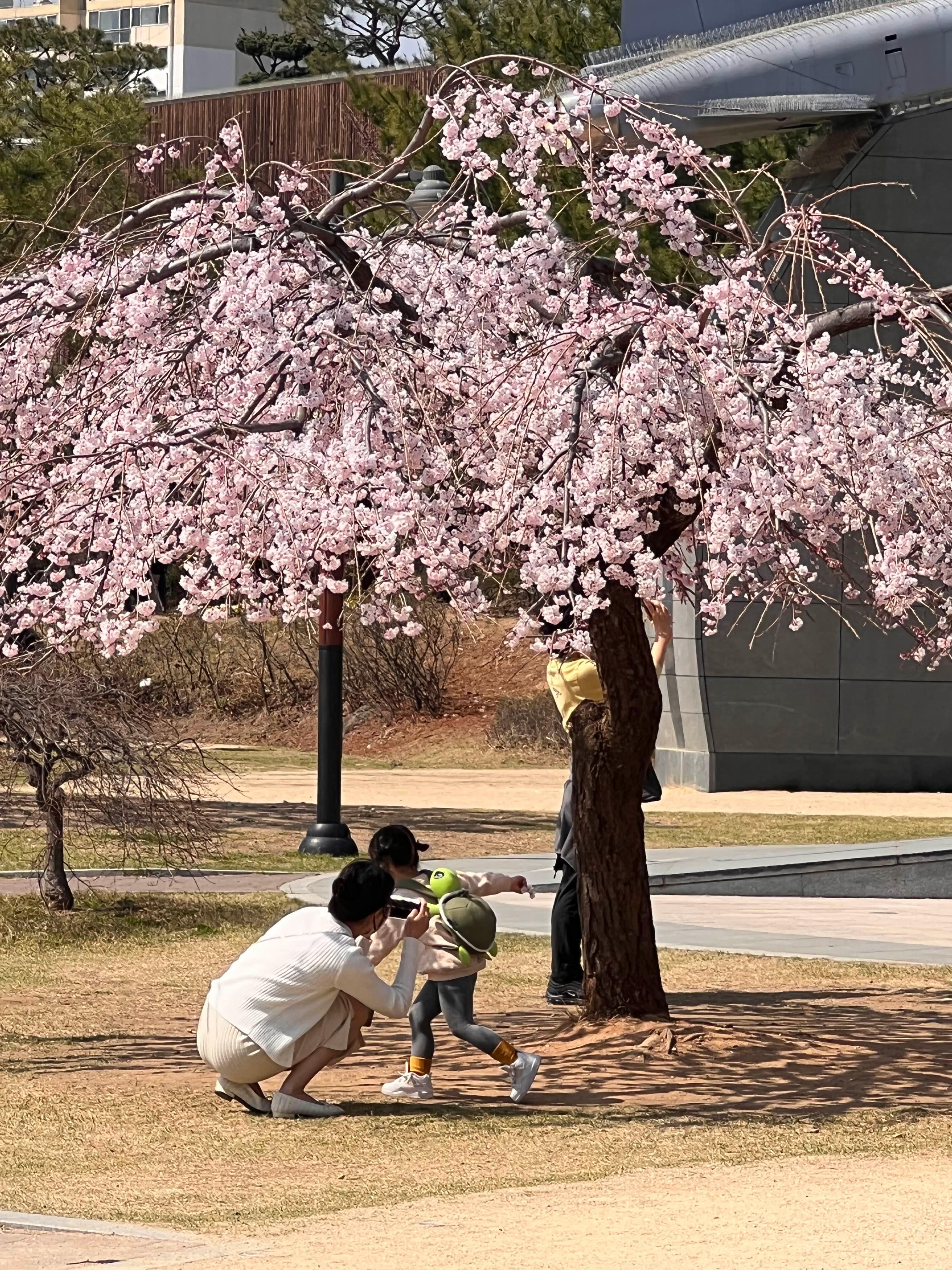 보라매공원 벚꽃