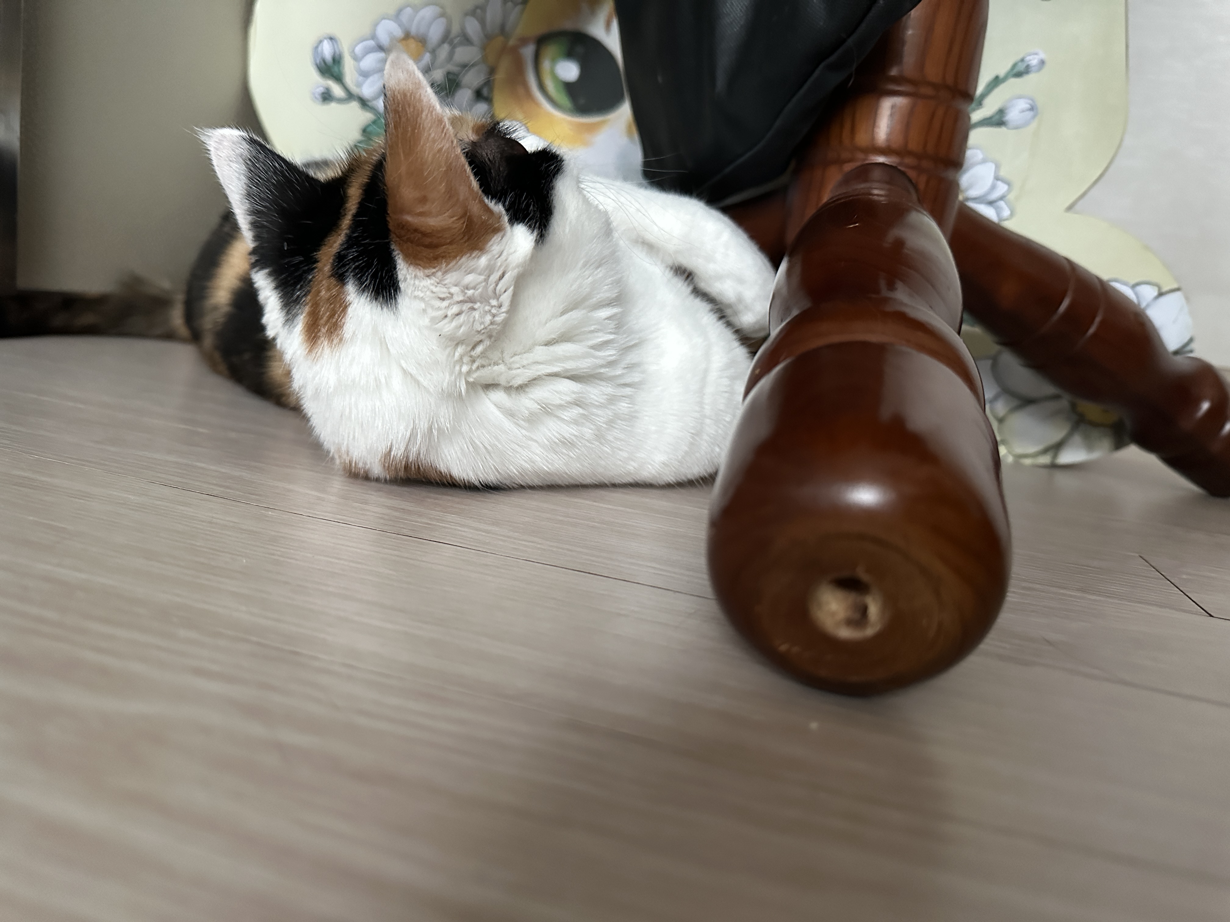 진정한 찜질 러버 요미 (feat. 뜨끈한 곳은 기가 막히게 찾는 고양이들)