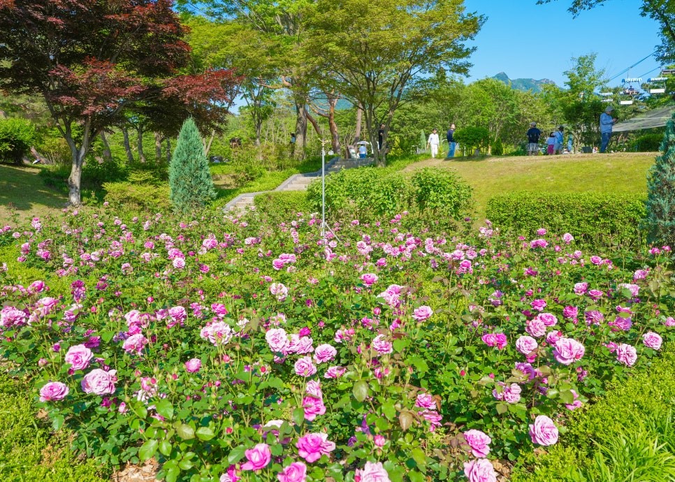 서울대공원 장미축제