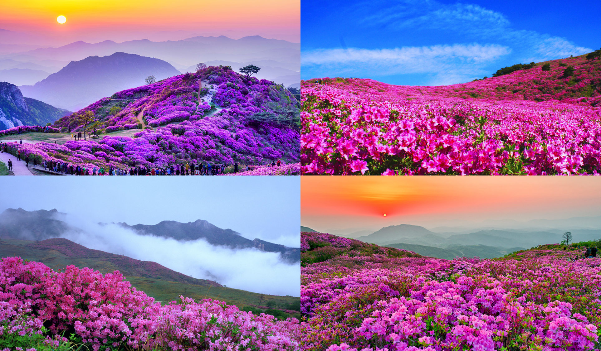 황매산 철쭉축제기간