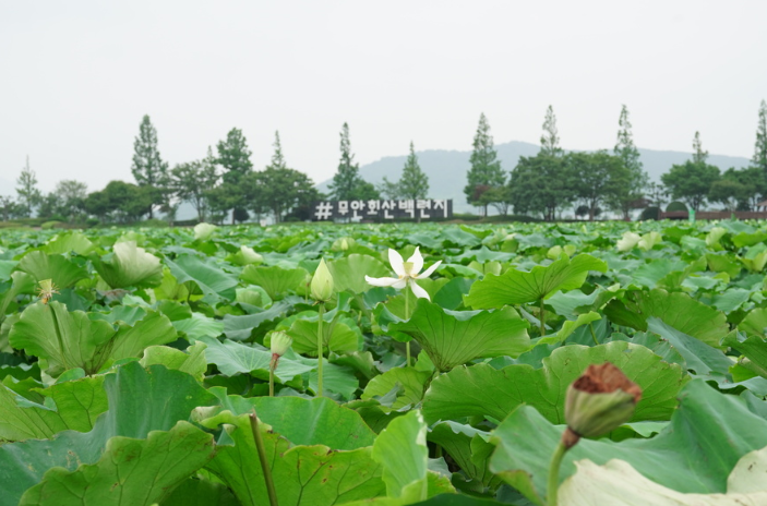 무안연꽃축제
