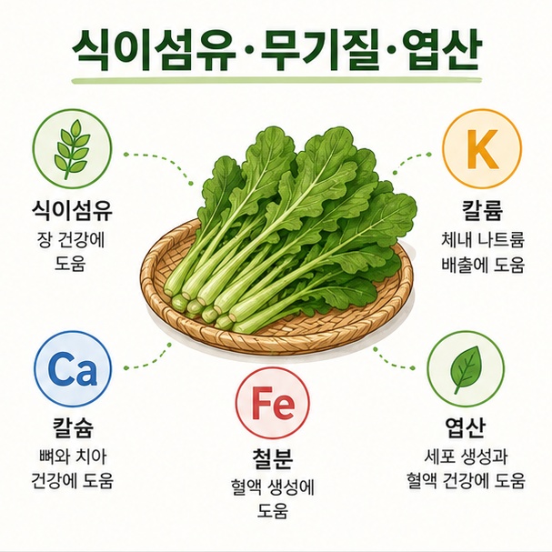열무에 들어 있는 식이섬유와 칼륨, 칼슘, 철분, 엽산 등 주요 영양성분을 정리한 이미지