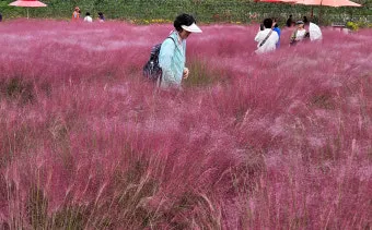 평택 바람새마을 핑크뮬리 가을 여행 인생샷 명소 추천으로 안내_12