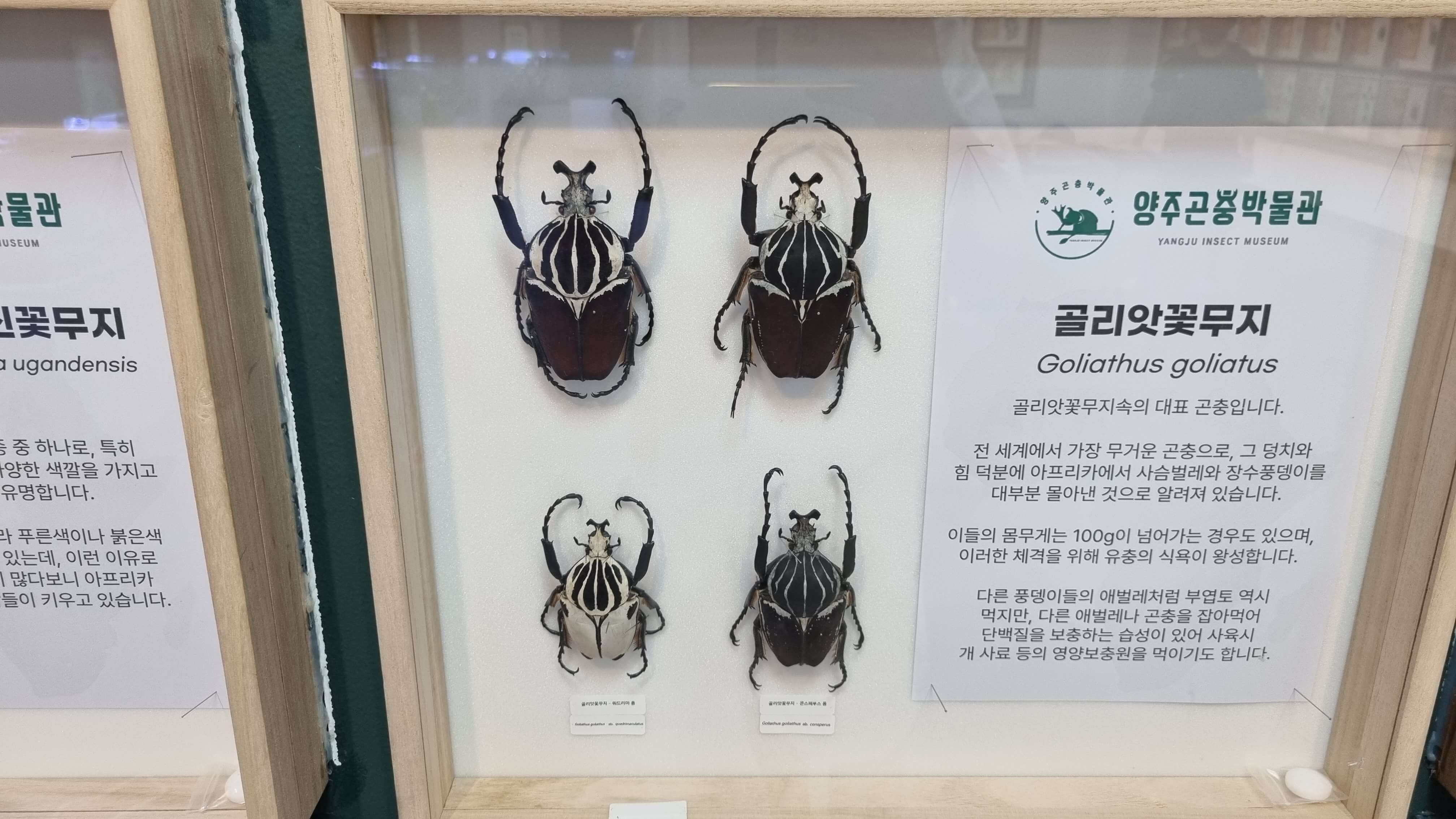양주곤충박물관 곤충사진