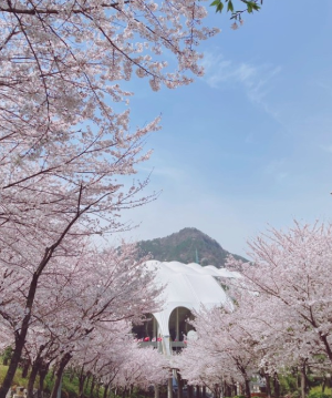 벚꽃명소