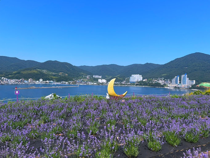 거제 지세포진성 꽃동산 라벤더 풍경 사진