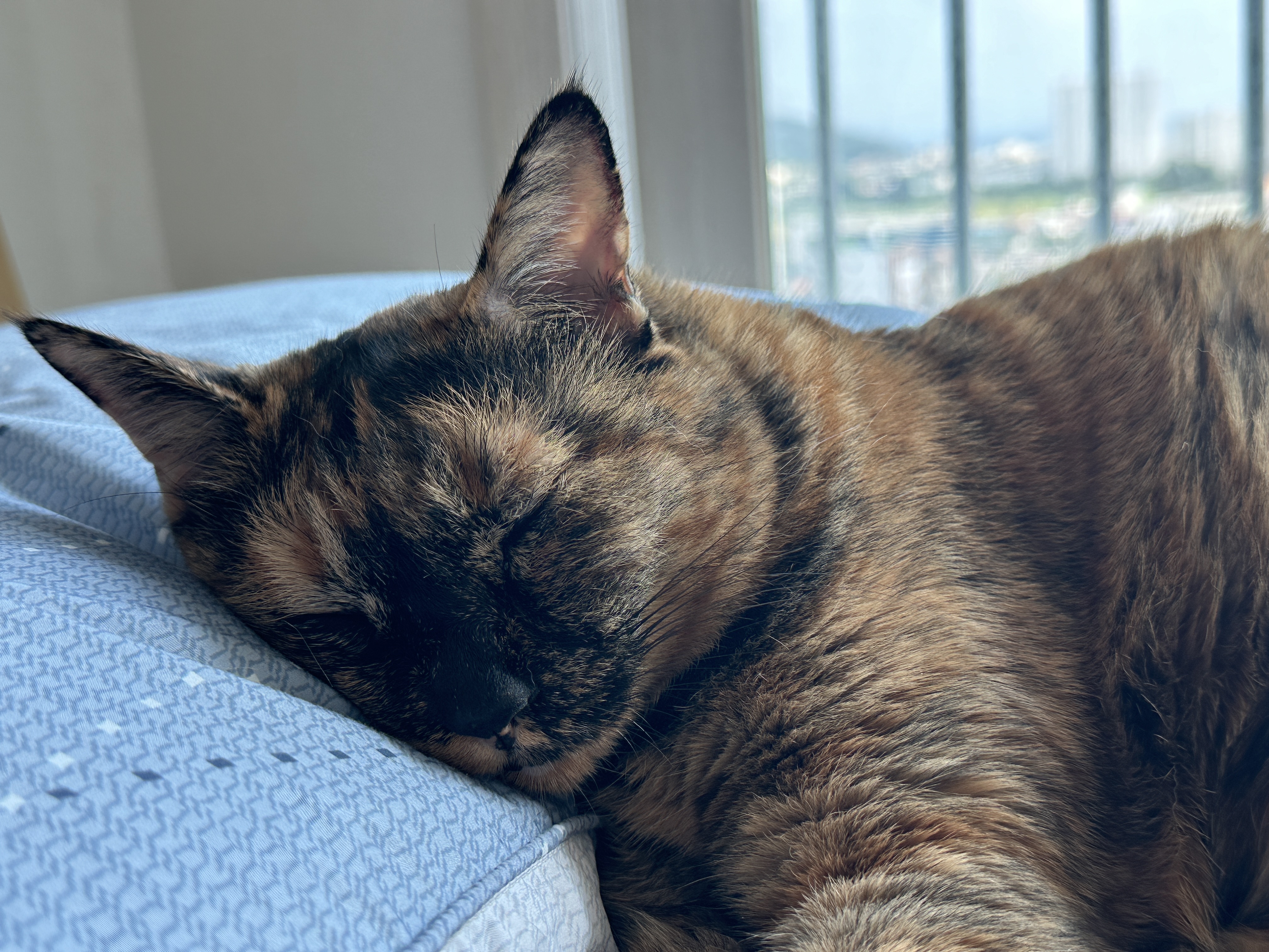 다시_눈을_꼬옥_감고_자는_카오스고양이_사랑이