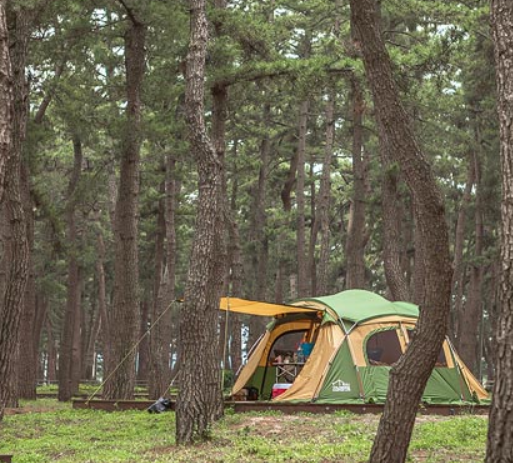 연곡솔향기 캠핑장 예약방법 및 이용방법 총정리