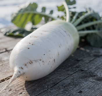 겨울철 무우 보관법