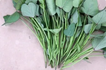 고구마줄기 효능 건강 활용 레시피_6