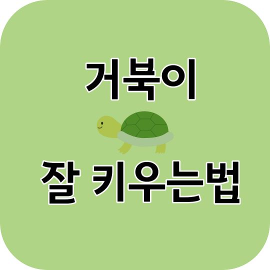 거북이 잘 키우는 법