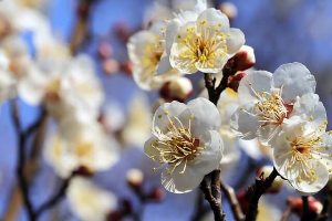 전남 광양 매화 축제