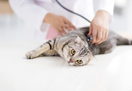 크레티닌 수치가 높은 고양이.