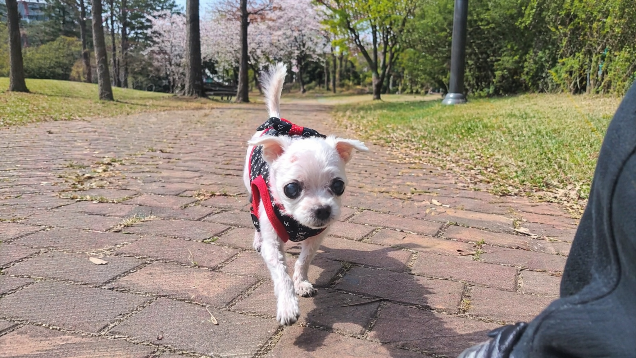 천천히 산책하는 노령견 쮸