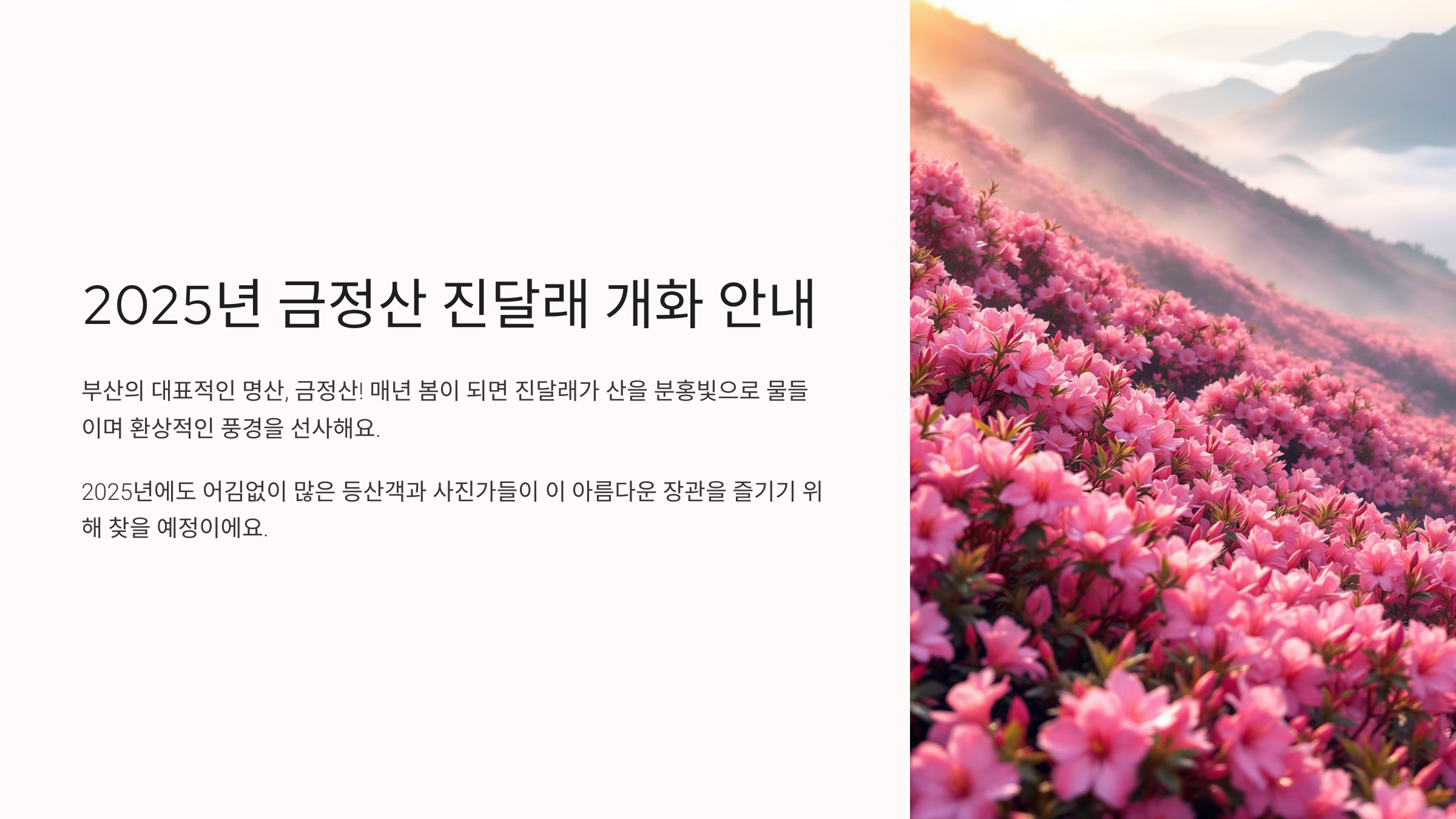 2025년 금정산 진달래 개화 시기와 명소