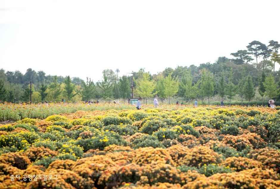 인천 드림파크 야생화단지