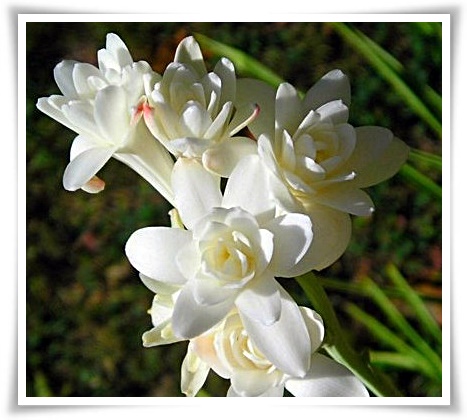 화초 &quot;튜베로즈&quot; 농염과 환락의 꽃내음, 달빛 아래 피어나는 월하향 향기의 마법!