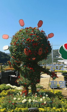 양산국화축제