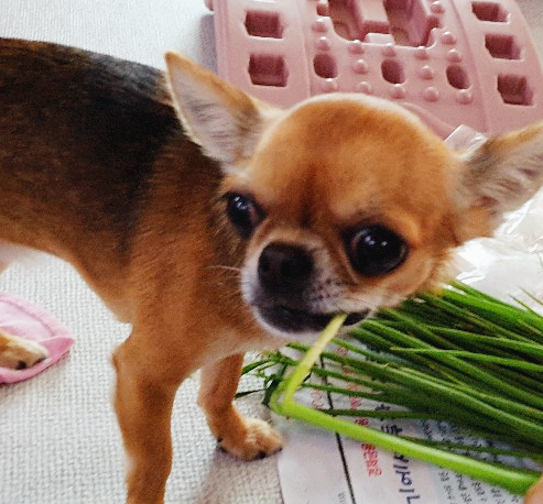 파먹는-강아지