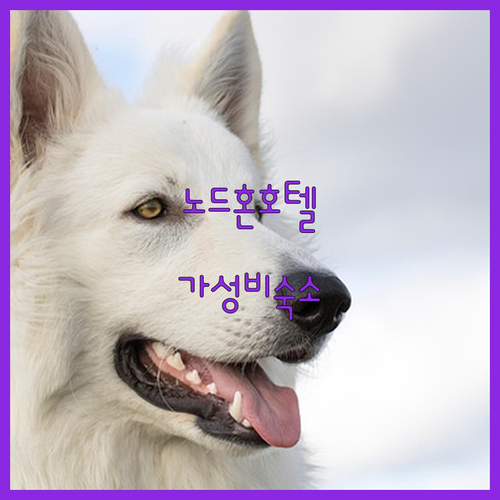 노드혼 인사이드 호텔 숙박 리뷰 조용..