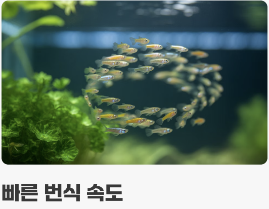 구피 키우기의 화룡점정, 폭풍 번식