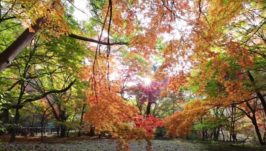 내장산-단풍-사진
