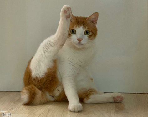 고양이의 신체능력