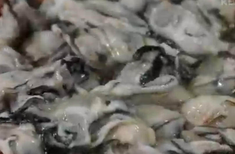 통영 굴