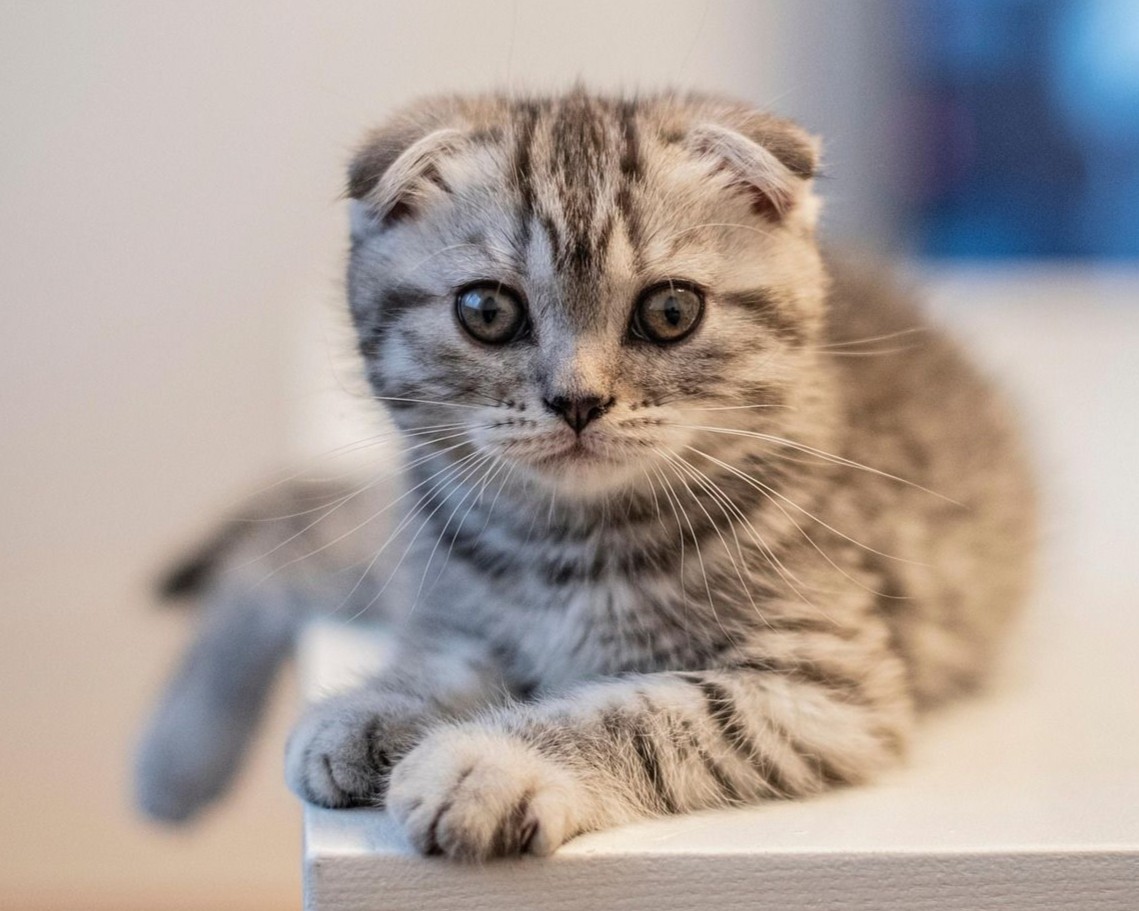 스코티시폴드 고양이 사진