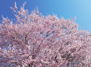 &amp;quot;사진 찍다 아차 하는 순간!&amp;quot; 벚꽃 명소 압사 사고 예방을 위한 필수 생존 수칙 5가지