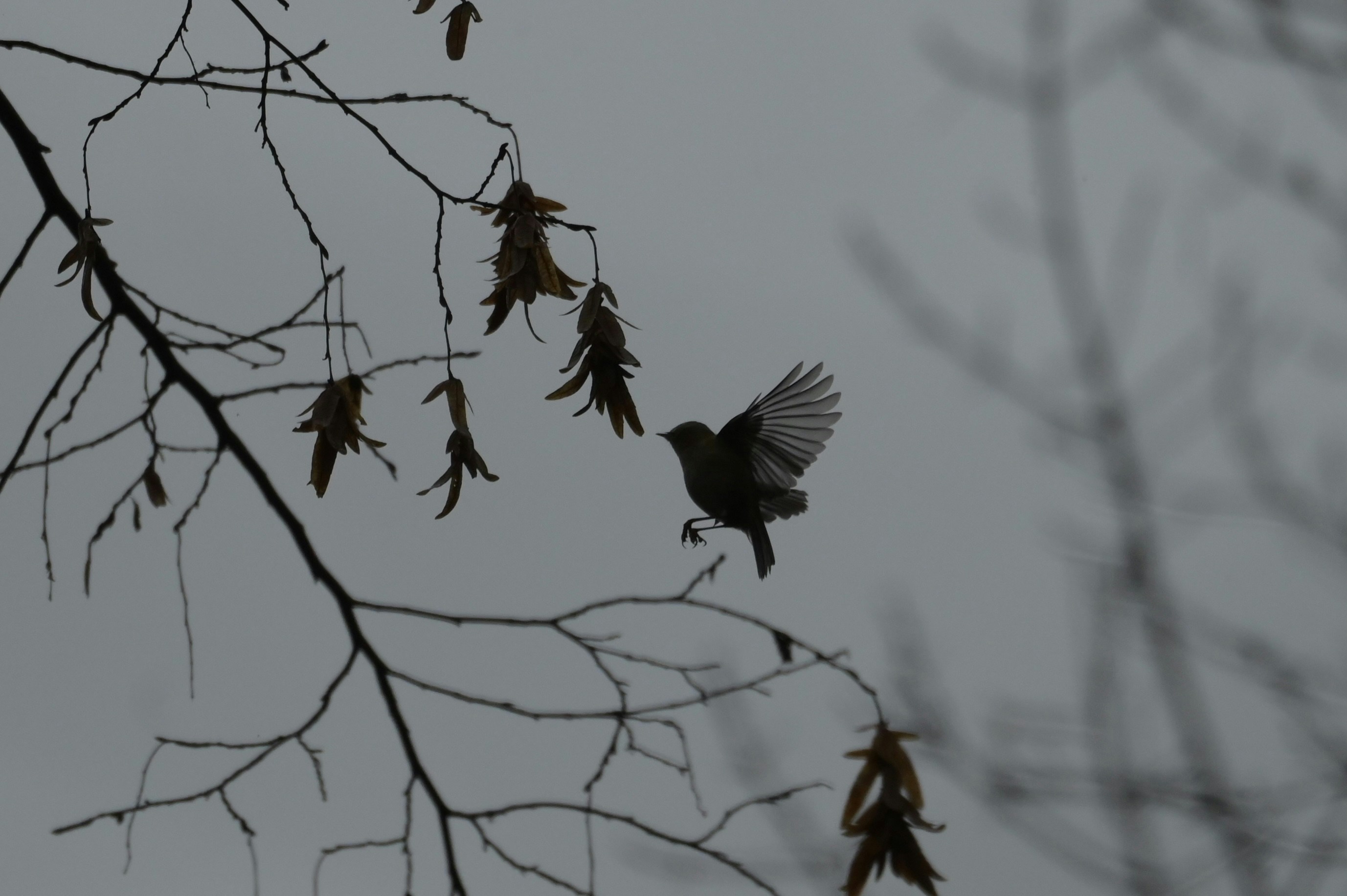 날아가는 새의 이미지, 어두운 느낌