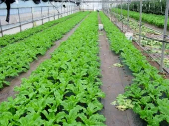 청상추 재배 모종 선택 잎 수확 습도 관리_2